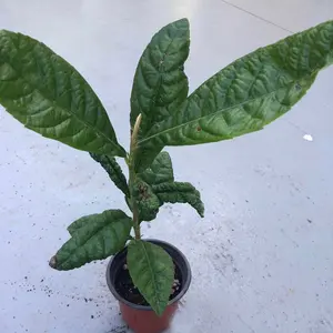 One Year Old Loquat Tropical Fruit Live Tree - Naturally Grown Non GMO Seedling