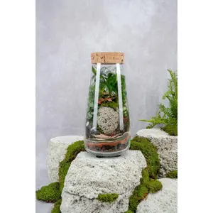 Alpha Terrarium