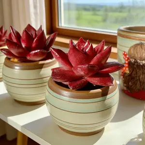 Echeveria agavoides v Romeo Rubin - Rare Succulents/Variety Premium Succulent Bundle/Unique Succulent Plants for Home Decor / Easy Houseplants