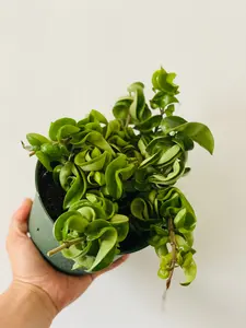 Hoya Carnosa 'Compacta' - 6" Pot