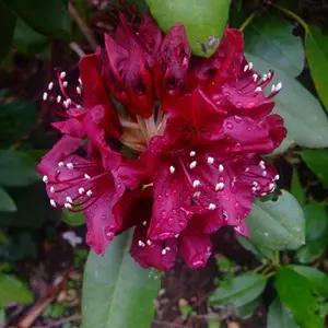 Dark Lord Rhododendron