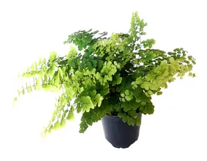 3.5“-pot of Maidenhair Fern 'Fritz Luthi' , Adiantum raddianum, Delta Maidenhair Fern - Houseplants, Foliage Plants, Air Purifier
