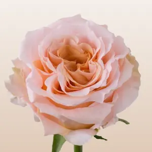 Shimmer Roses Light Peach Sandy Variety Medium Bloom 42 Petals 15 Days Vase Life Mini Pack 50 Stems Fresh Farm Delivery