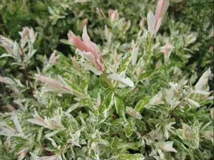 SALIX I. 'HAKURO NISHIKI'  G3 15"