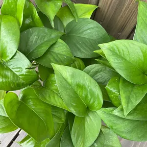 Pothos Jade: Green