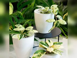 Self Watering Round Plastic Planter (4 pots per order)