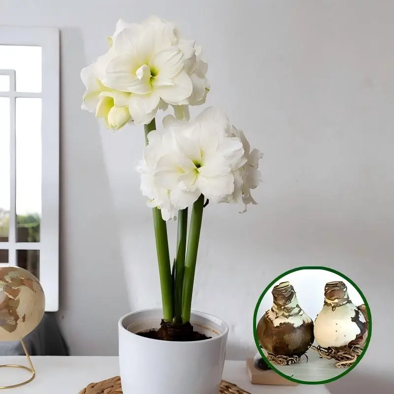 Big Flower Hippeastrum Amaryllis Bulbs Fresh Harvest Perennial Bulbs Suitable For Windowsill Patio Backyard Landscape Decoration