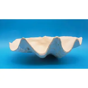Giant Clam Shell Single Half (Tridacna gigas) - 11" x 7"