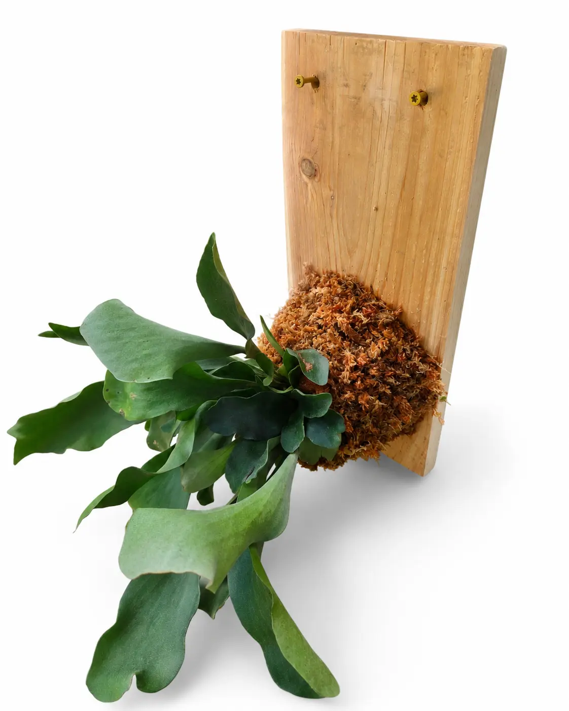 Cedar Plank Mounted Staghorn Fern, Live Plant, Tropical Houseplant