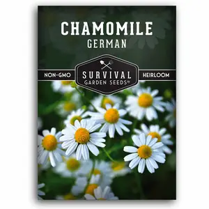 German Chamomile - Fragrant Annual Herb for Home Garden