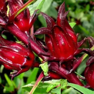 Jamaican Sorrel Hibiscus Roselle Seeds
