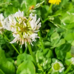 Ladino White Clover Seeds Inoculant (Trifolium repens var. ladino) Large-leaf clover for high-quality forage. Spreads easily, fixes nitrogen, and thrives in both pastures and lawns.