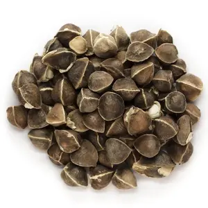 Organic Moringa Oleifera Drumstick Seeds Non-GMO Chùm Ngây 50-100 Seeds Germination Rate 80-90% Plant Height 3-4 Meters