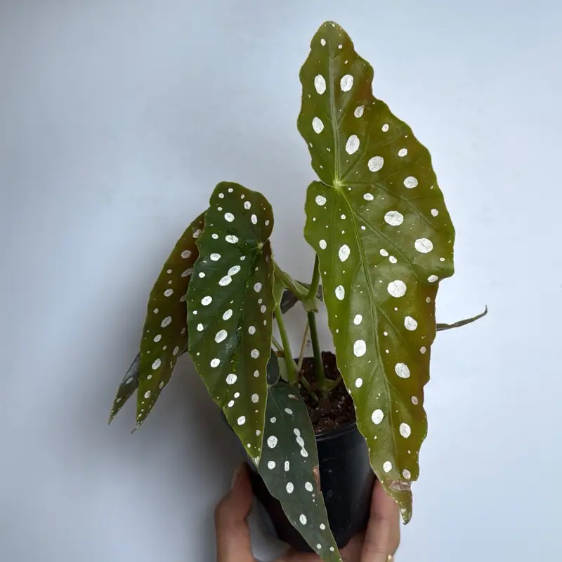 Begonia Maculata 4" | house plant | Live Tropical House Plant | Beginner | Unique Leaves | Indoor Home Decoration