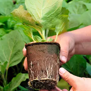 Biodegradable Peat Seedling Starter Pots – 6cm Round, Bulk Pack