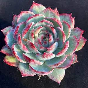 Fairy Grace Succulent, Rare Premium Easy-Care Houseplant, Indoor Home Garden Decor, Plant Lover Gift