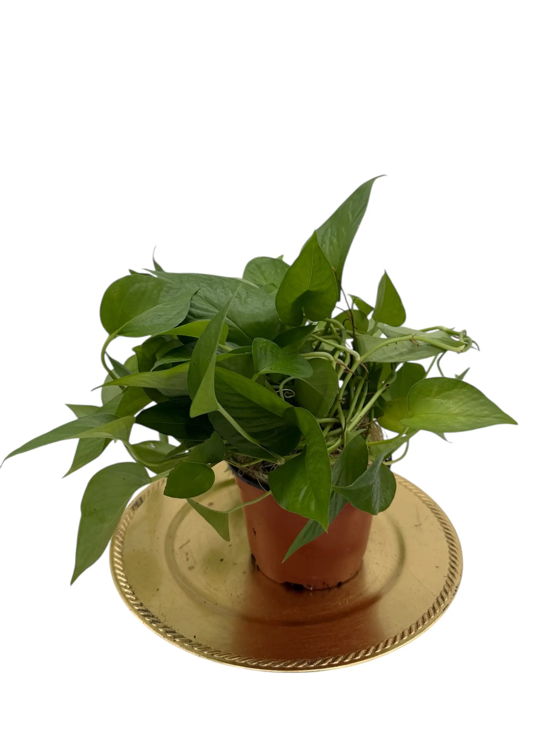 Tofu's Tanks - House Plants to Grow in Aquariums - Pothos, Monstera, and More - Easy Plants That Grow with Roots in Water (or soil) and Leaves in Air