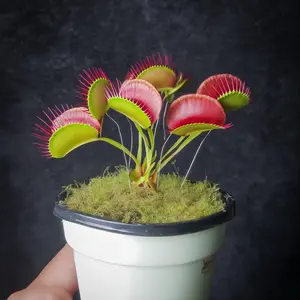 100 Venus Flytrap Seeds — Grow Your Own Carnivore Garden
