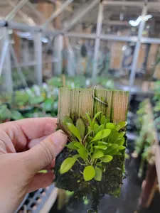 Miniature Terrarium Orchids, 5 Pack Mounted, Perfect for a Dart Frog Tank