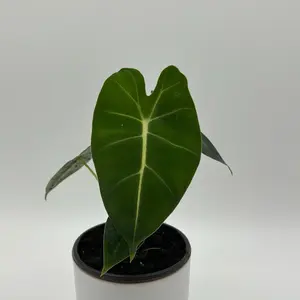 Alocasia Green Frydek 4" Pot House Plant - Unique Variegated Indoor Plant for Elegant Home Decor