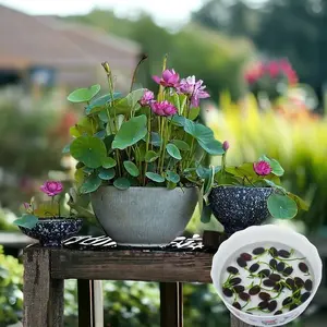 20Pcs Mixed Color Live Bowl Lotus Plants – Pre-Germinated Aquatic Bonsai Lotus Flowers for Indoor & Outdoor Water Features | Easy to Grow in Bowls, Ponds, Aquariums, Balcony Water Gardens | Exotic Mini Lotus with Vibrant Blooms