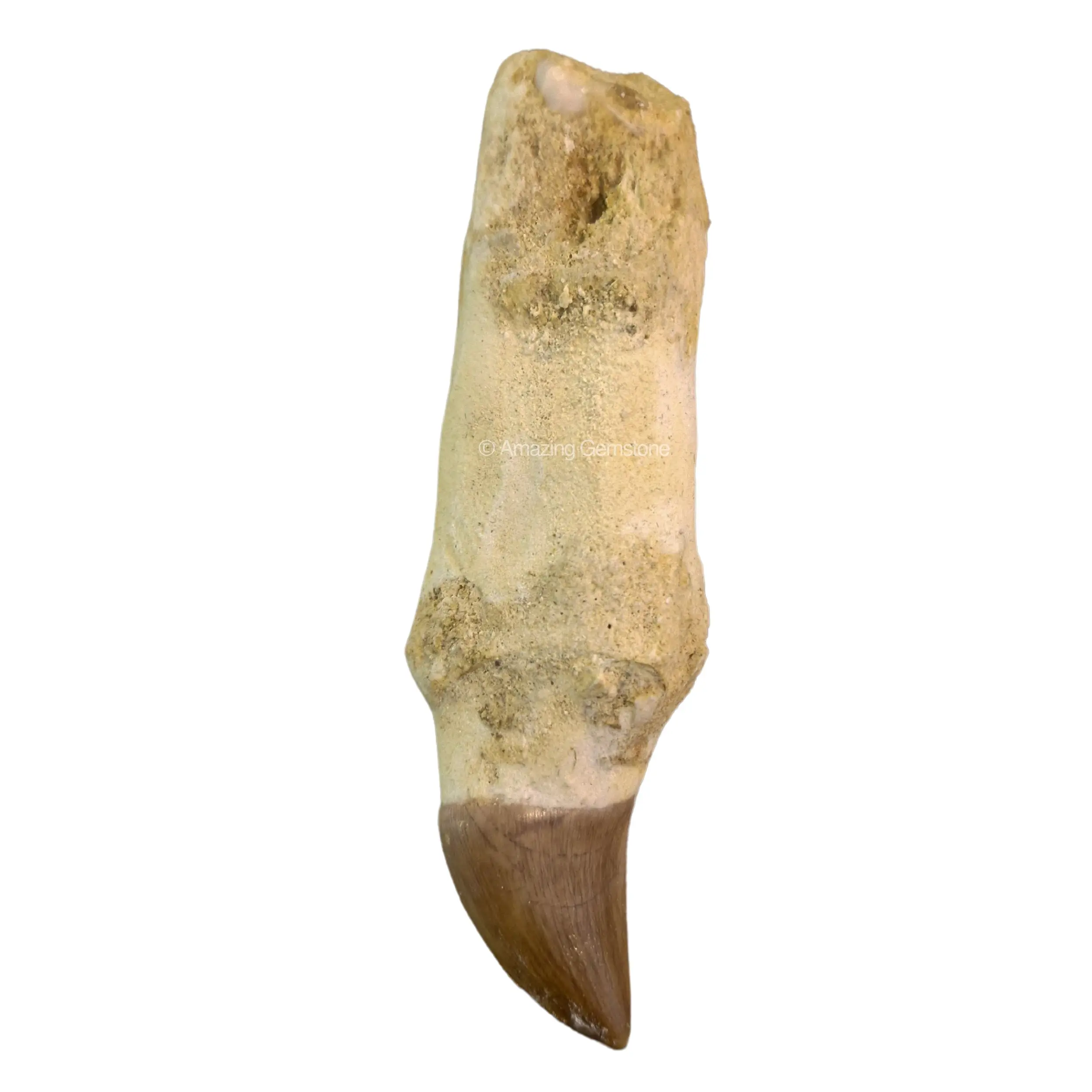 Mosasaurus Authentic Teeth – Genuine Prehistoric Fossil Tooth of Mosasaurus – Rare Fossil Collectible