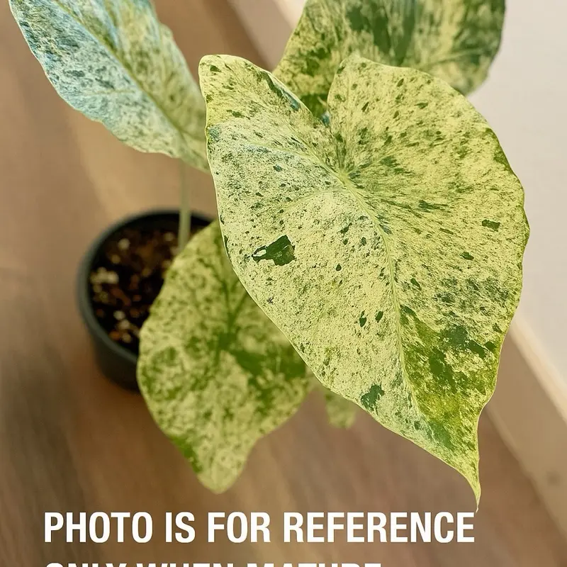 Alocasia Odora Batik Tissue Culture – Rare Variegated Pattern | Starter TC Plantlet | Easy Indoor Aroid