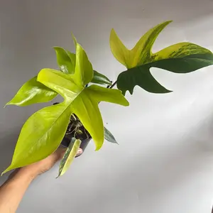 Philodendron Florida Beauty Rare Collectors Plant - Perfect for Home Garden