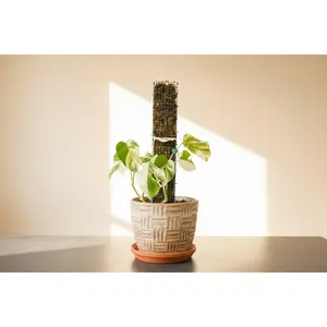 D-Shape Metal Moss Pole for Climbing Plants