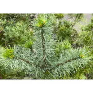 Pinus strobus 'Uconn' Eastern White Pine