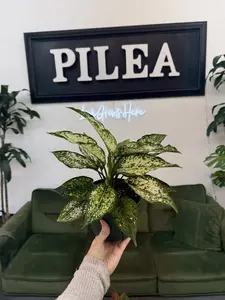Aglaonema 'First Diamond' – Elegant Green & White Chinese Evergreen, Easy‑Care Houseplant
