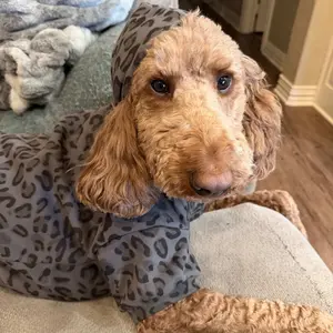 Comfrt Paws | Minimalist Hoodie