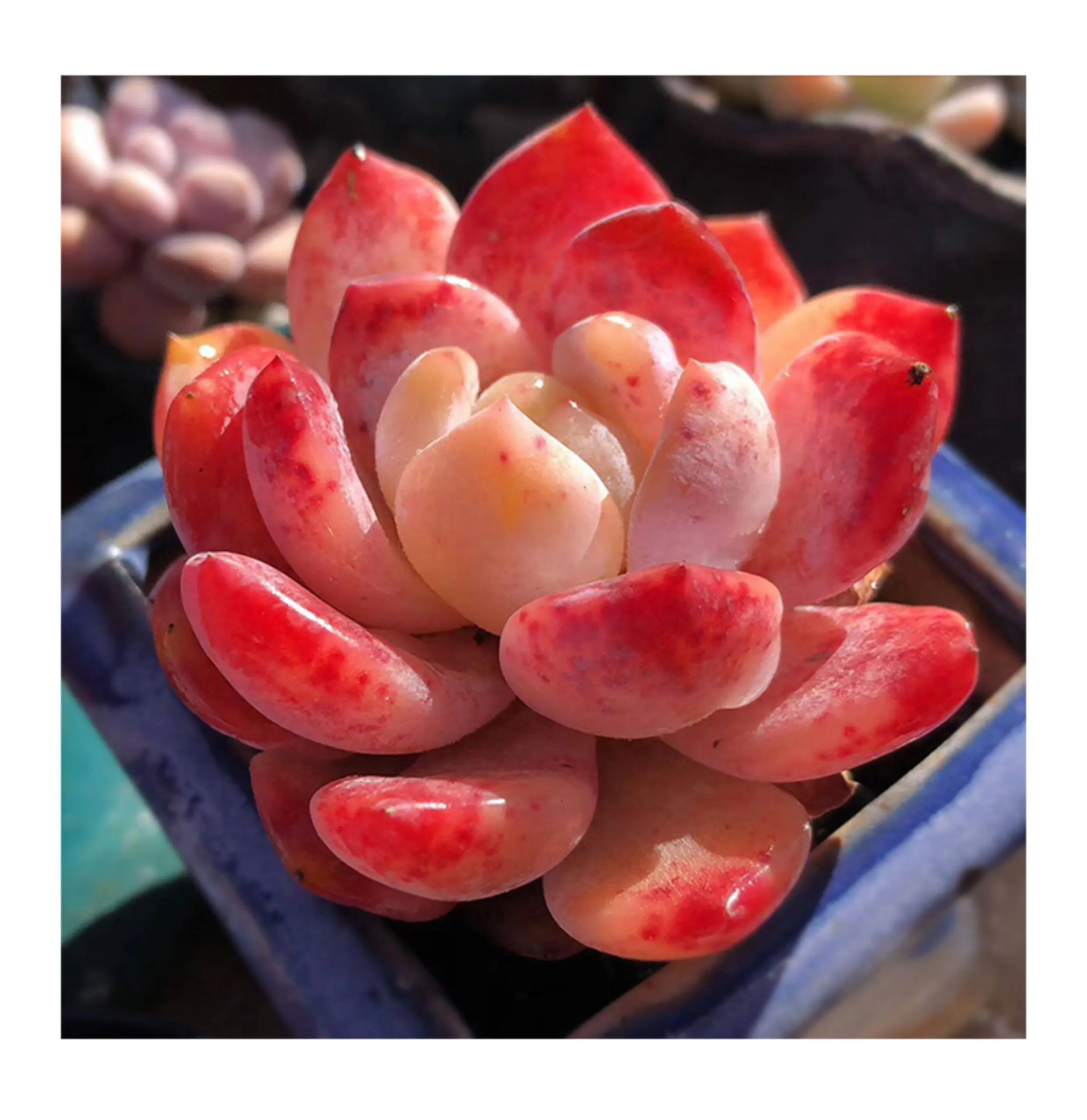 Live Echeveria Monroe Succulent Plant, Rare Pink Rosette Ornamental Succulent, Beautiful Indoor Live Houseplant for Desktop Home Decor, Beginner Friendly Fleshy Leaf Succulent