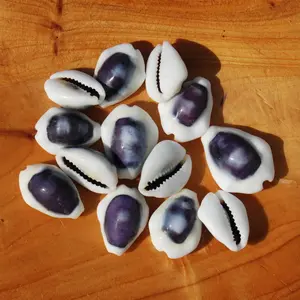 10pcs Purple Top Money Cowrie Shells, Cypraea moneta Cowry Shells