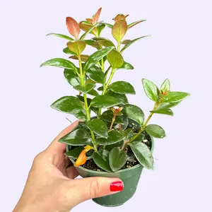 4" Goldfish Plant - Nematanthus - Orange Fish Shaped Flowers Houseplant - Pet Safe - Pet Friendly Live Plant
