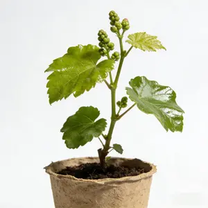 Autumn Crisp Grape Plant – Crunchy Seedless Variety for Patio & Backyard Gardens