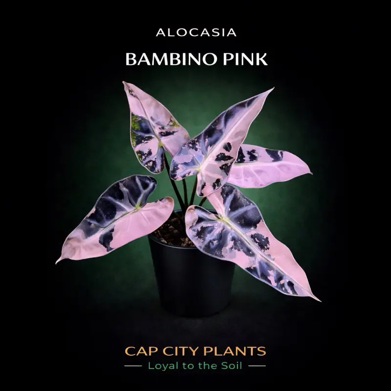 Alocasia Pink Bambino Tissue Culture