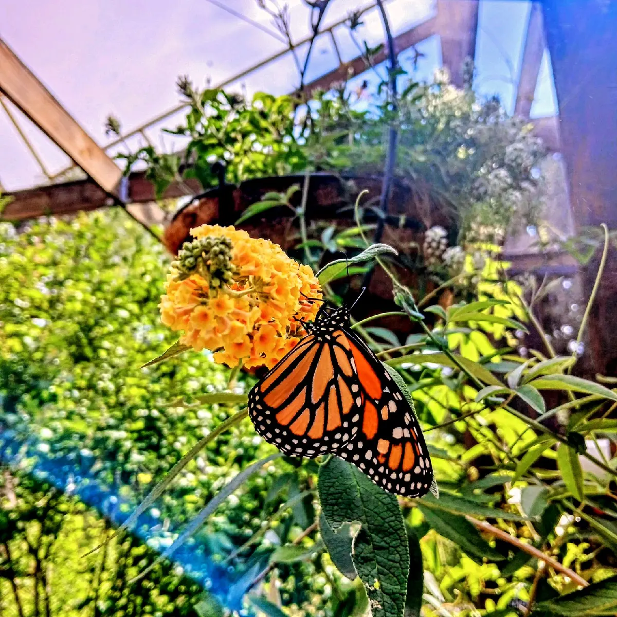 Thirsty Butterfly on 8x8 Canvas Photograph - by DeAndria Montano