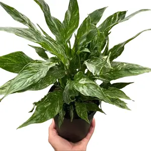 Variegated Peace Lily - Indoor Live Plant, Lush Creamy White & Green Leaves, Medium Size, Decor-Ready & Gift-Worthy, Bright Light, Low Light, Spathiphyllum 'Domino'