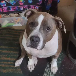 Product Review of Zesty Paws Probiotic Bites for Dogs - Canine Nutritional Supplement with Six Probiotics for Gut Health & Immune Function from ☆**l Ƙ**~ 🇺**