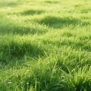 Zoysia Grass Seed Pack (3000 Pcs) – Thick Green Turf, Hardy & Drought-Resistant Ground Cover for Beautiful Lawns & Gardens