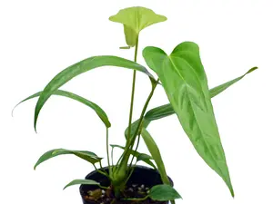 Anthurium falcatum Ecuagenera (seedling)
