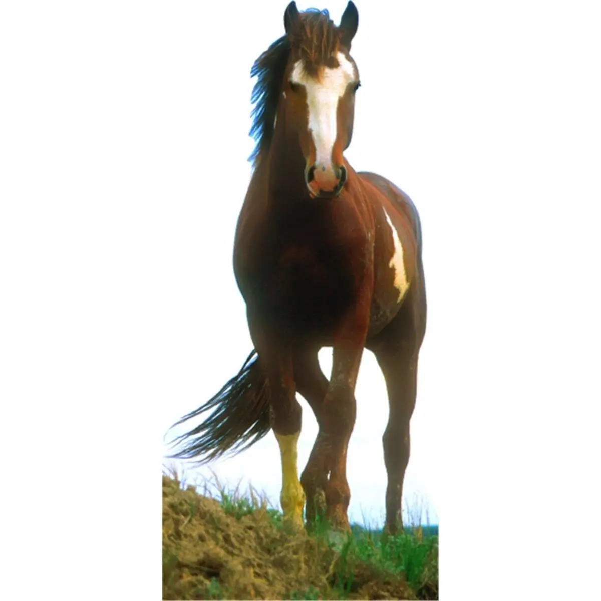Life-Size Corrugated Mustang Horse Cardboard Cutout Display Stand, 78in x 46in, Mountable Wall-Mount Home Decor Supply, Room Decor, Home Supplies