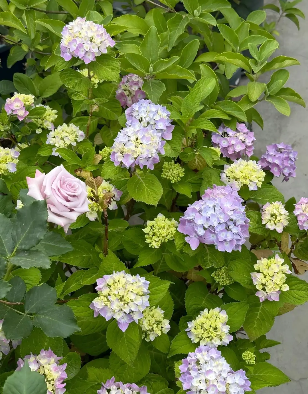 Low maintenance hydrangea, with a long-lasting summer flowering period, turns the courtyard into a romantic sea of flowers