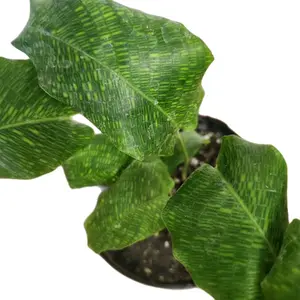 Calathea mosaic Internet Plant Unique Foliage 6"