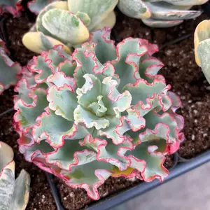 Echeveria Aquarius frills - April Farm/Rare Succulents
