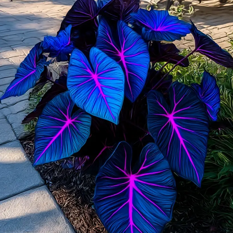 Hosta Seeds – Classic Shade-Loving Garden Plant