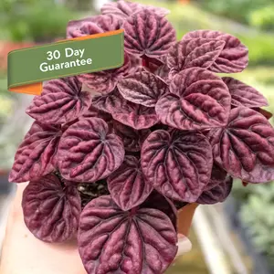 Peperomia Ripple Red Live House Plant Burgundy Indoor Plant live houseplant