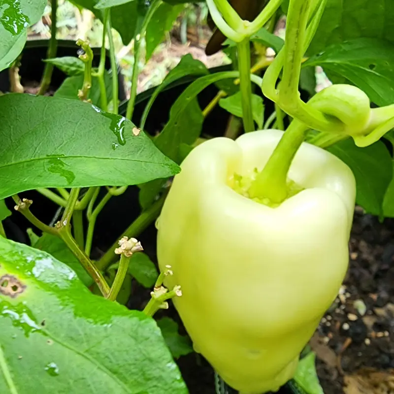 White Bell Pepper Organic Seeds (Capsicum annuum) – Unique, sweet, and crisp white bell peppers, excellent for fresh eating, stuffing, or salads.