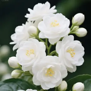 Jasmine seeds – easy to care for, suitable for beginners, gardening enthusiasts, and applicable to farms and gardens.